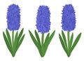 Set hyacinths flowers. Botanical colourful vector illustration Royalty Free Stock Photo